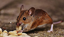 24 Hour & Emergency Exterminators in Hermosa Beach, CA